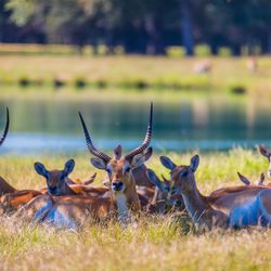 Alabama Safari Park - Red lechwe herd.