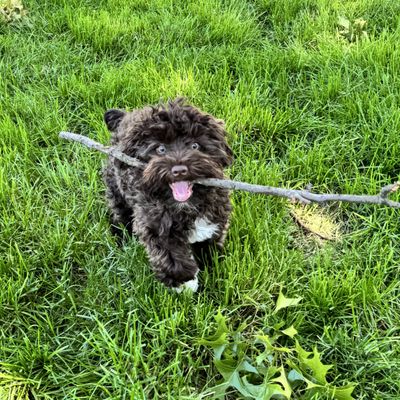 Specialized Pet Services