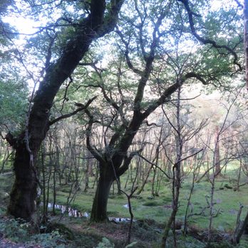 Wicklow Mountains Nat Park - Along the green trail - Parks Near Me - Bray, WW