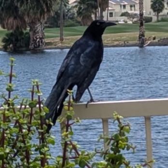 Water’s Edge Icehouse - Beautiful bird - Beer Bar Near Me - Glendale, Arizona Water’s Edge Icehouse - Beautiful bird - Beer Bar Near Me - Glendale, Arizona