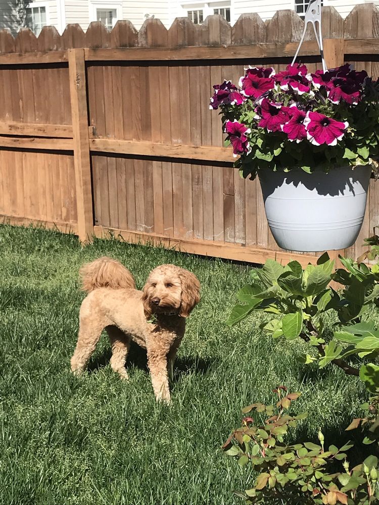 PREPPIE POOCH 22 Photos & 46 Reviews Pet Groomers 2684 Virginia