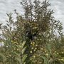 Photo of Lang's Apple Orchard