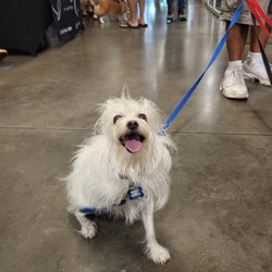 Waikiki Pet Pals