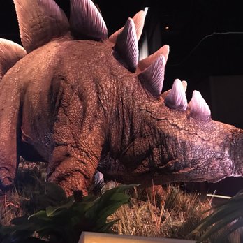 Field Museum - Museums Near Me - Chicago, Illinois Field Museum - Museums Near Me - Chicago, Illinois