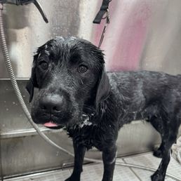 Photo the groomer sent during bath time! Photo the groomer sent during bath time!