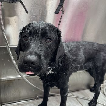 Pet Beauty Mobile Grooming - Photo the groomer sent during bath time! - Pet Groomers Near Me Pet Beauty Mobile Grooming - Photo the groomer sent during bath time! - Pet Groomers Near Me