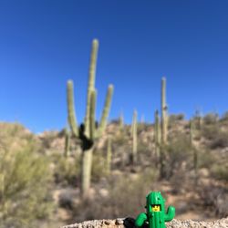 Saguaro National Park  - Tucson - Hi!