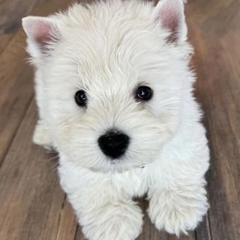 Boise Pet Sitters - Mr. Westie - Dog Walkers Near Me Boise Pet Sitters - Mr. Westie - Dog Walkers Near Me