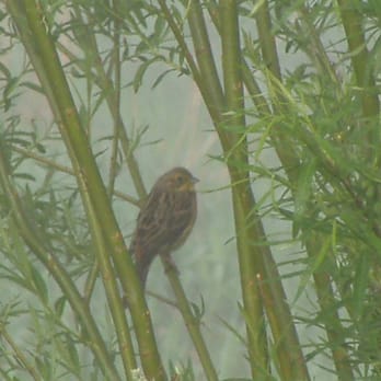 Vogelparadies Kleingarten - Turmfalkenweibchen, beheimatet auf der großen Fichte neben dem Gartentor - Zoos Near Me - Holzminden, NI