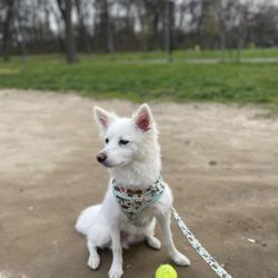 Pelham Bay Park Dog Run - Winter and his toy