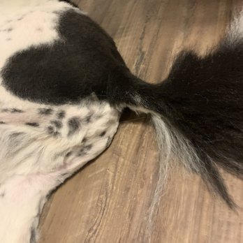 Dirty Dog Pet Grooming - WRONGFUL grooming of a border collie!!!! So creepy. - Pet Groomers Near Me - Warren, Rhode Island