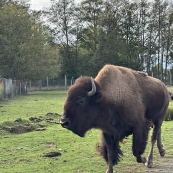 Olympic Game Farm - Bison - Zoos Near Me - Sequim, Washington Olympic Game Farm - Bison - Zoos Near Me - Sequim, Washington