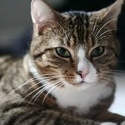 Midway Animal Hospital