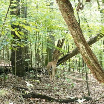 Dunbar Cave State Park - Parks Near Me - Clarksville, Tennessee