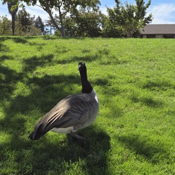Braly Park - The Canadian "Big Pooper" Geese have taken over Braly Park. - Parks Near Me - Sunnyvale, California Braly Park - The Canadian "Big Pooper" Geese have taken over Braly Park. - Parks Near Me - Sunnyvale, California
