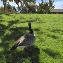 Braly Park - The Canadian "Big Pooper" Geese have taken over Braly Park.