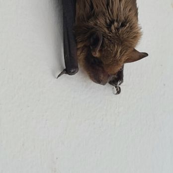 Valor Pest Management - Bats found in living space. - Pest Control Near Me Valor Pest Management - Bats found in living space. - Pest Control Near Me