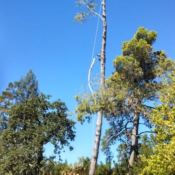 Romans Tree Service - Tree Services Near Me - Orinda, California Romans Tree Service - Tree Services Near Me - Orinda, California