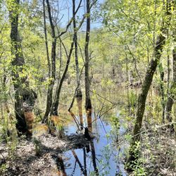 Swamp Mosquitos Galore