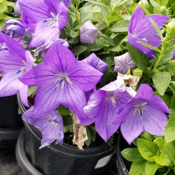 Platt Hill Nursery - Nurseries & Gardening Near Me - Carpentersville, Illinois Platt Hill Nursery - Nurseries & Gardening Near Me - Carpentersville, Illinois
