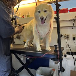 Chocolate Puppies Mobile Pet Grooming
