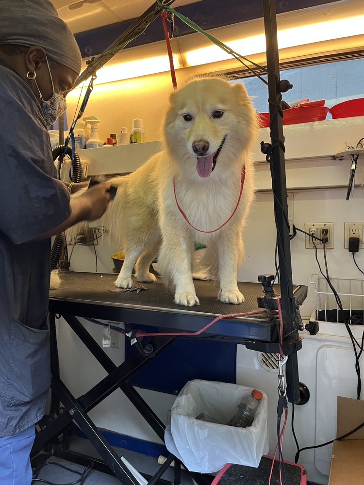 CHOCOLATE PUPPIES MOBILE PET GROOMING Updated October 2024 24