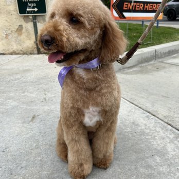 Dream Pet Grooming - Teddy bear cut for my babygirl! - Pet Groomers Near Me - Irvine, California Dream Pet Grooming - Teddy bear cut for my babygirl! - Pet Groomers Near Me - Irvine, California