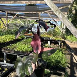 Kauai Seascapes Nursery - Pink Princess Philodendron