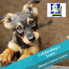 Benson's Canine Cookies gift card