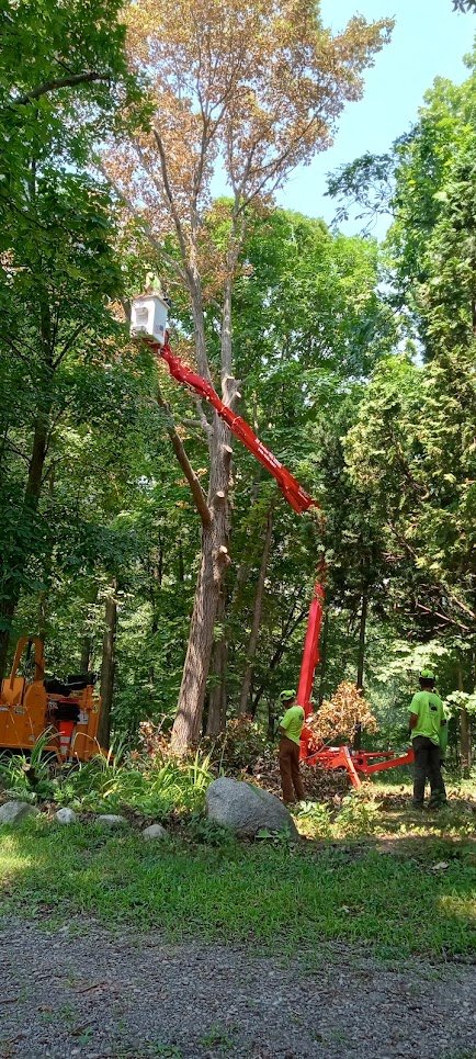 All American Tree Service - tree service in South Lyon, MI