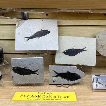 Rare Earth Gallery - Green River Formation fossils - Art Galleries Near Me - Cave Creek, Arizona Rare Earth Gallery - Green River Formation fossils - Art Galleries Near Me - Cave Creek, Arizona