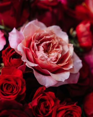 The Flower Ateliers by null