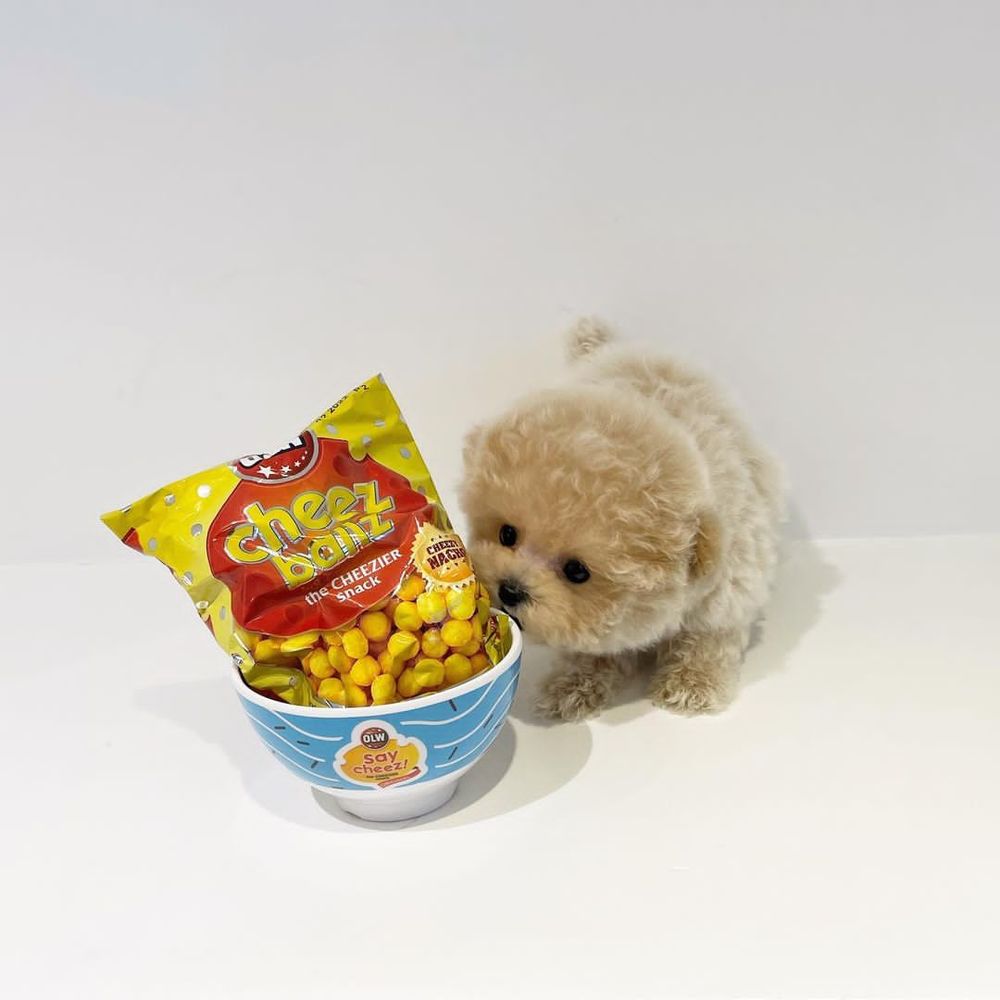 TEACUP PUPPIES FOR SALE Updated August 2024 Request Information