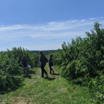 Park Hill Orchard - Picking the peach trees - Farmers Market Near Me - Easthampton, Massachusetts