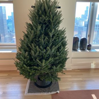 City Tree Delivery - My City Tree one day after being delivered - Christmas Trees Near Me