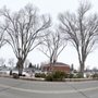 Photo of Incline Tree Care