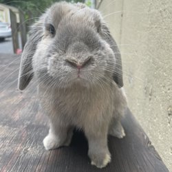 Avian and Exotic Animal Medical Center - My bunny arty who just got neutered and is doing great!