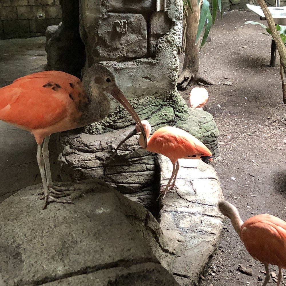 Bird Kingdom - Zoos Near Me - Niagara Falls, Ontario Bird Kingdom - Zoos Near Me - Niagara Falls, Ontario