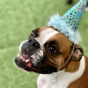 Demi's Dog House - Pet Sitting Near Me - Houston, Texas Demi's Dog House - Pet Sitting Near Me - Houston, Texas