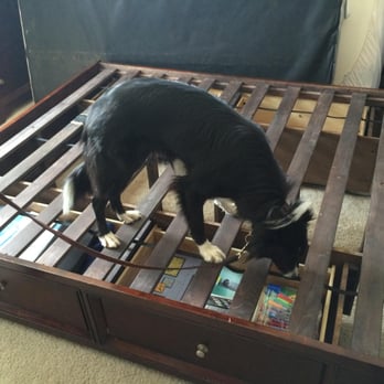 Rest Assured Pest Control - Our canine friends can sniff out hiding bed bugs! - Pest Control Near Me