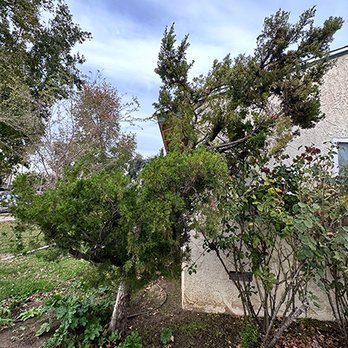 The Weed Man - Tree Services Near Me The Weed Man - Tree Services Near Me