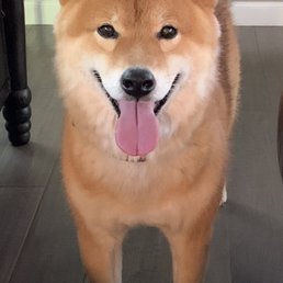 Family Dog Yoshi. Family Dog Yoshi.