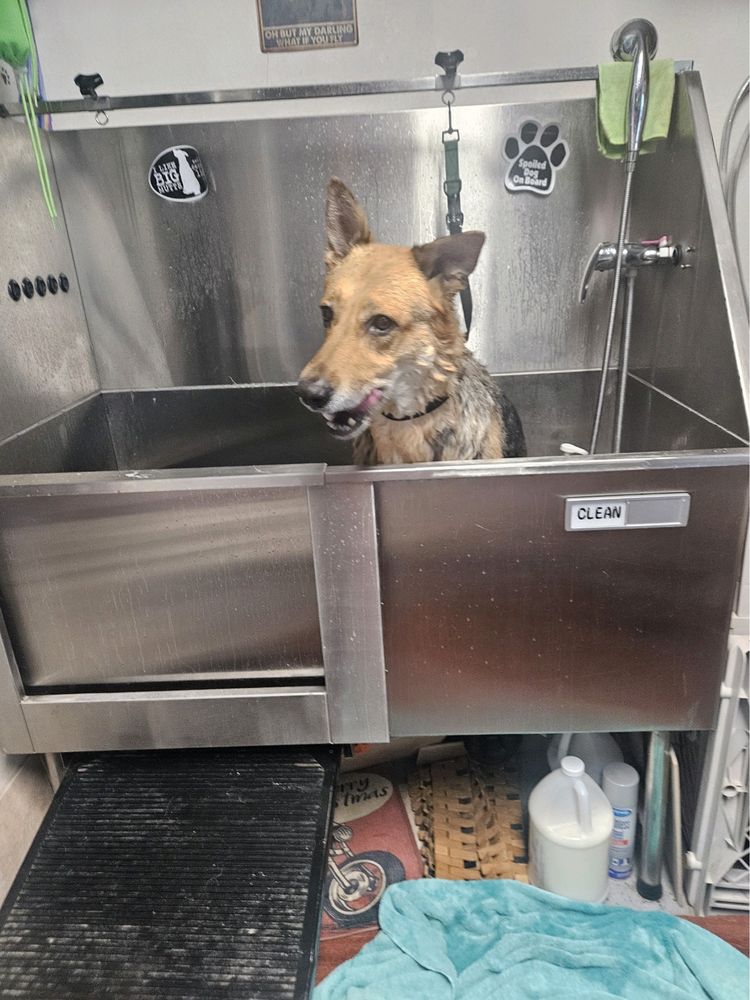 DUSTY DOGS & COOL CATS PET SALON Updated August 2024 29 Photos