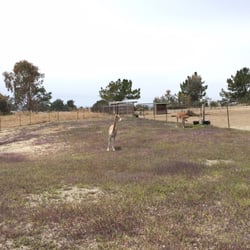 Alpacas By The Sea - Alpacas are too far to pet :(