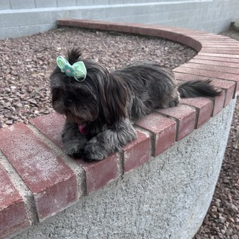 Dogs By Cindy - Pet Groomers Near Me - Las Vegas, Nevada Dogs By Cindy - Pet Groomers Near Me - Las Vegas, Nevada