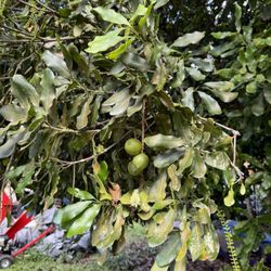 Joe's Nuts - Macadamia nuts on the tree at Joes Nuts