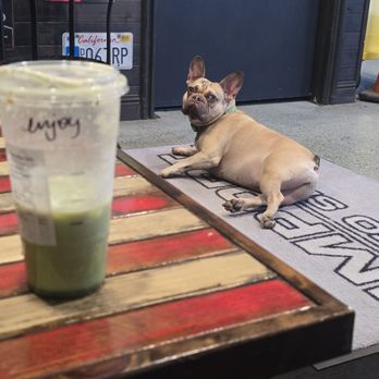 Import Auto Service - Cutest pup while I sat on the comfiest couch! - Auto Repair Near Me - Santee, California