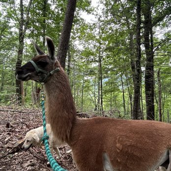 Smoky Mountain Llama Treks - Hiking Near Me - Cosby, Tennessee Smoky Mountain Llama Treks - Hiking Near Me - Cosby, Tennessee