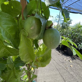 Emily Garden Nursery - Passionfruit - Nurseries & Gardening Near Me - Santa Ana, California Emily Garden Nursery - Passionfruit - Nurseries & Gardening Near Me - Santa Ana, California