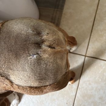 Sunbury Veterinary Clinic - This is after his surgery. It is amazing. - Veterinarians Near Me - Austin, Texas Sunbury Veterinary Clinic - This is after his surgery. It is amazing. - Veterinarians Near Me - Austin, Texas